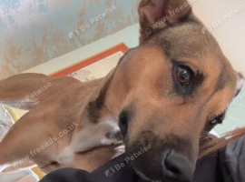 Urgent need of new home