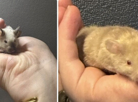 1 SIAMESE BOY & 1 FLUFFY CREAM BOY AVAILABLE