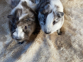 Baby Bonded Male Guinea Pigs