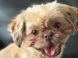 Imperial kc Shih Tzu