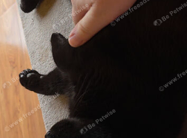 British Shorthaired male
