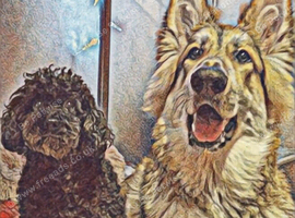 Looking to re-home an adult dog.