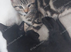 2 kittens girl