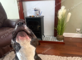 Steven the staffie good homes only