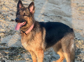 Female gsd 3 years old