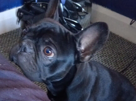 Nearly 3 year old Frenchy needs new home