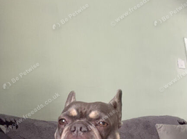 French bulldog