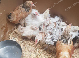 Pekin bantams for sale
