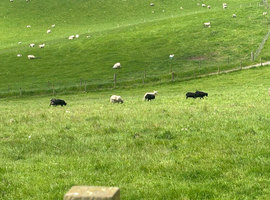 Shetland X Lleyn ewes