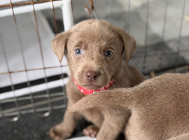 4 left Stunning Silver Labrador Pups