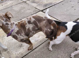 Jack 3Russel lilac & Chocolate Merlel for Stud