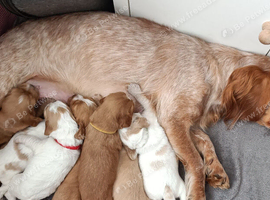 Sprocker puppies