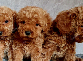 Miniature poodle