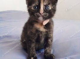Two beautiful tortoiseshell kittens