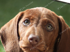 7 month old Sisi needs a loving home