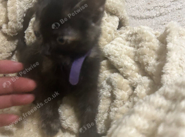 Kitten