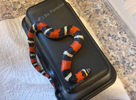 CB26 Tri Colour Hognose (unsexed)