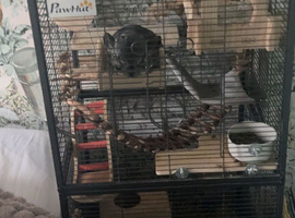Male chinchilla for sale