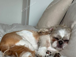ASAP 2 year old Shihtzu