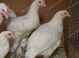 Poulet De Bresse breeding Trio