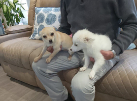 1 Female White Chihuahua/Pomeranian Puppy