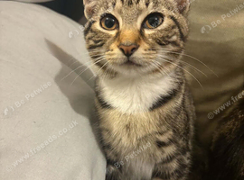 4 boy kittens