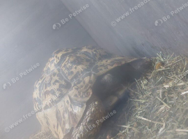 Large adult female leopard tortoise