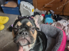 French bulldog puppy for sale