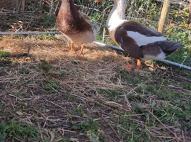 2 ducks