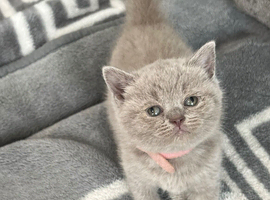 Lovely pure British shorthair kittens