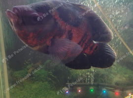Oscar fish