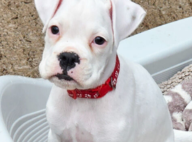 READY NOW! Quality KC Registered White Boxer Puppies