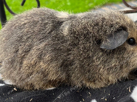 Lemon agouti Cali Teddy female guniea pig