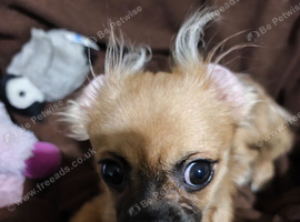 Female chihuahua X pug