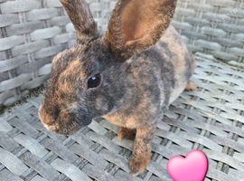 Baby mini rex available