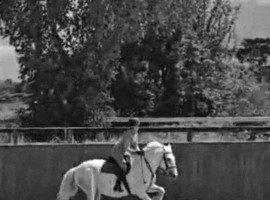 Looking for a 15hh all rounder cob