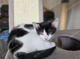 Kittens ready for their new mummy and/or daddy