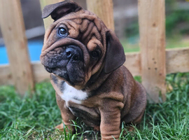 gorgeous English Bulldog puppies