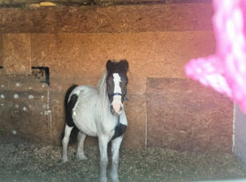 Gypsie cob cross Shetland