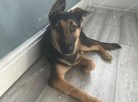 German Shepard cross Belgian malli