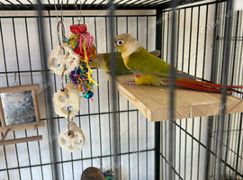 Pineapple greencheek conures