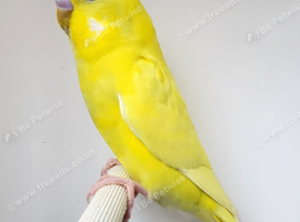 Beautiful Budgies - Various colours