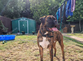 tiger brindle boxer for stud