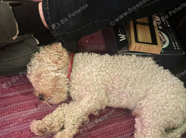 Teddy Toy Poodle