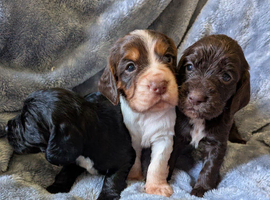 Cocker spaniel puppies