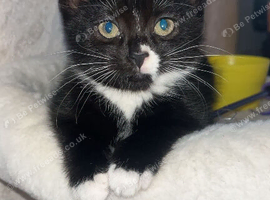 Female kitten read to leave