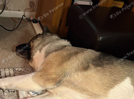 Akita female