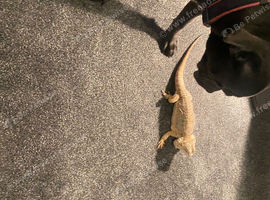 Bearded dragon