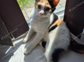 Kittens for sale