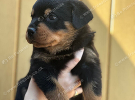 Rottweiler pup